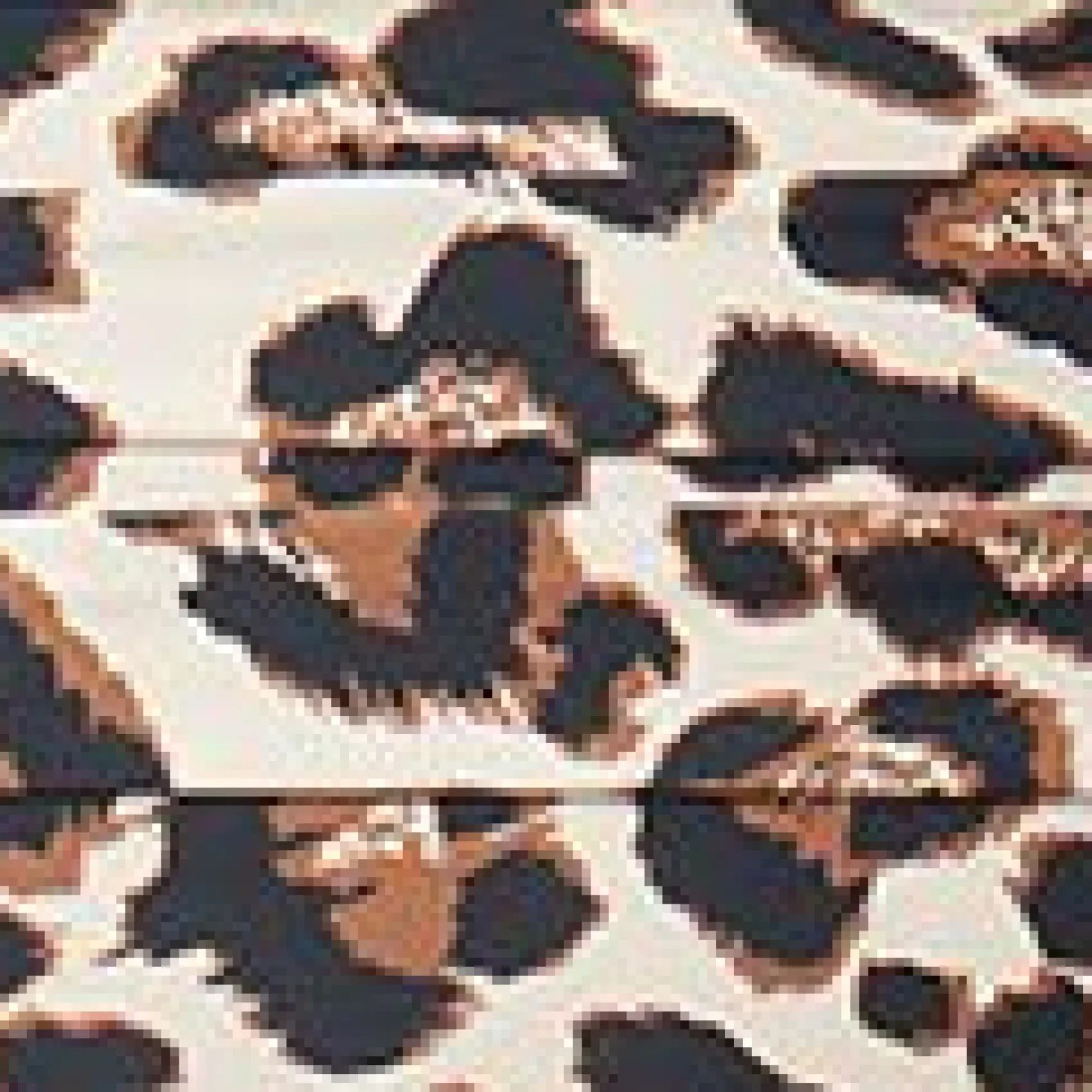 Unique Vintage Plus Size Leopard Monroe High Waist Swim Bottom